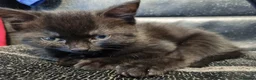 Mixed Breed cats for sale: Female kitten  - Advert 1