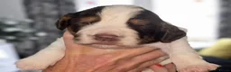 Cocker Spaniel dogs for sale: Kc registerd working cocker spaniels - Advert 12