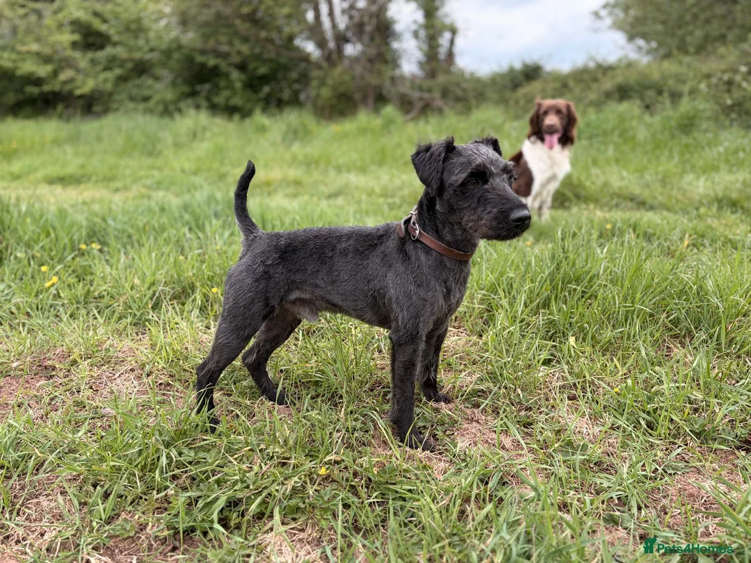 Patterdale Terrier dogs for stud: Compact, Strong, Proven - Advert 1