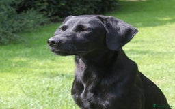 Labrador Retriever dogs for sale: FTCH SIRED LABRADOR PUPS - Image 5