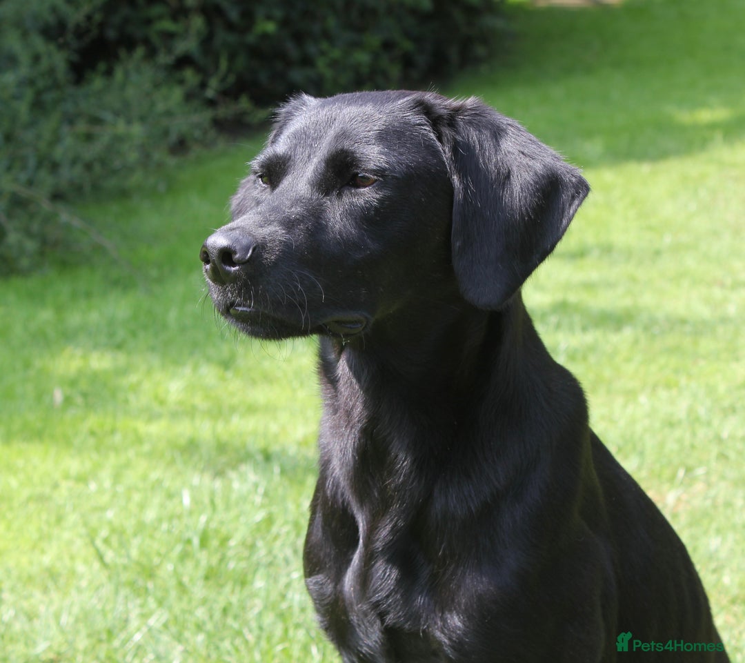 Labrador Retriever dogs for sale: FTCH SIRED LABRADOR PUPS - Image 5