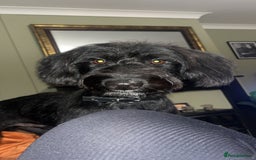 Mixed Breed dogs for sale: 8 month huntaway x poodle - Ted - Image 1