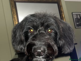 Mixed Breed dogs - Advert 1
