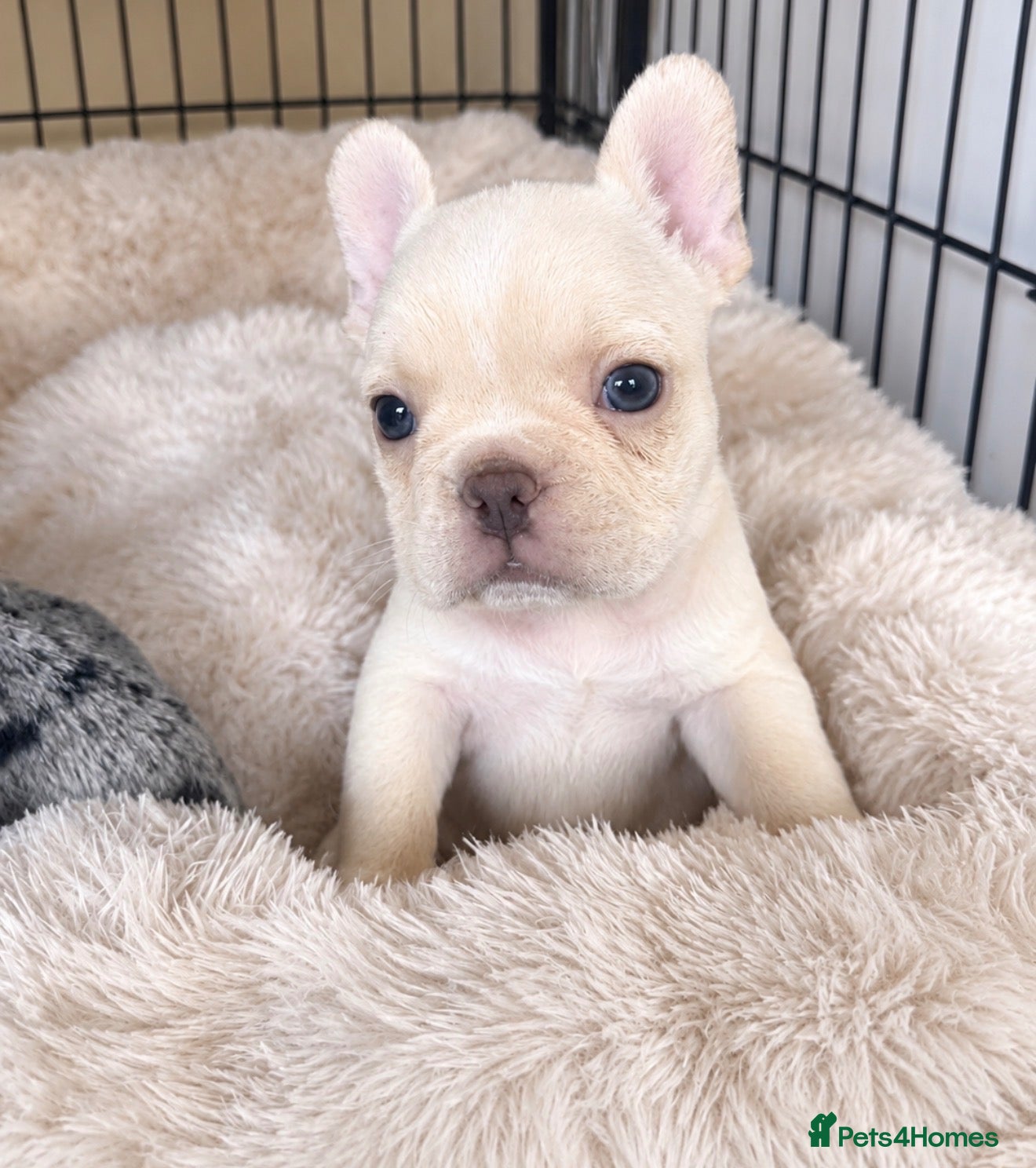 French Bulldog dogs for sale: Platinum French Bulldog - Advert 2