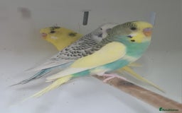 Budgerigars birds for sale: Beautiful Budgies - Image 5