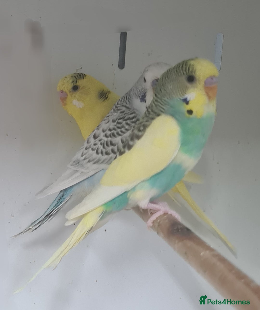 Budgerigars birds for sale: Beautiful Budgies - Image 5