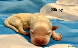 Double Doodle dogs for sale: Double doodle litter born 24/07/25 - Image 10