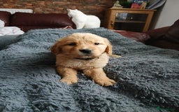 Golden Retriever dogs for sale: 🐾 Golden Retriever Puppies – Ready Soon! 🐾 - Image 14