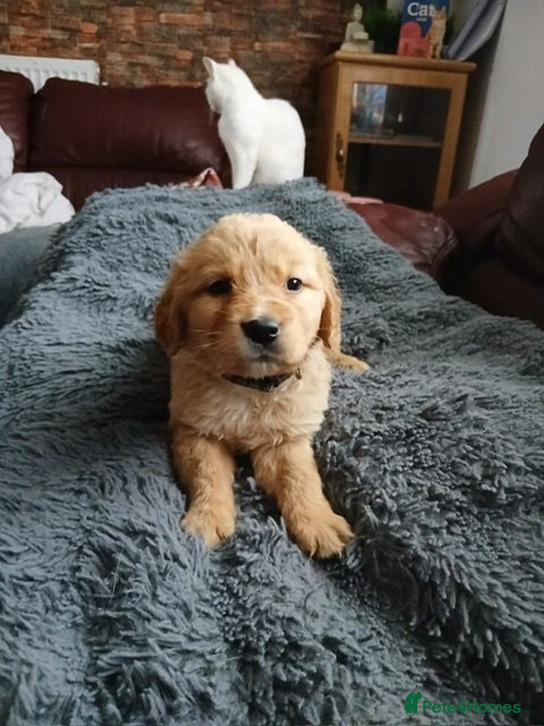Golden Retriever dogs for sale: 🐾 Golden Retriever Puppies – Ready Soon! 🐾 - Image 14
