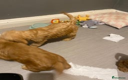 Labradoodle dogs for sale:  Australian Labradoodles Show Cocker Spaniel - Image 18