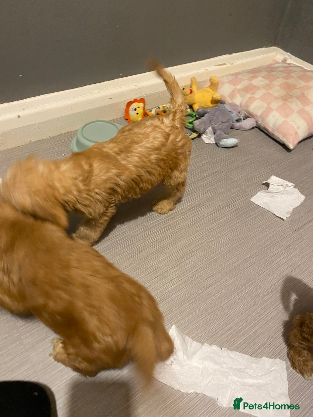 Labradoodle dogs for sale:  Australian Labradoodles Show Cocker Spaniel - Image 18