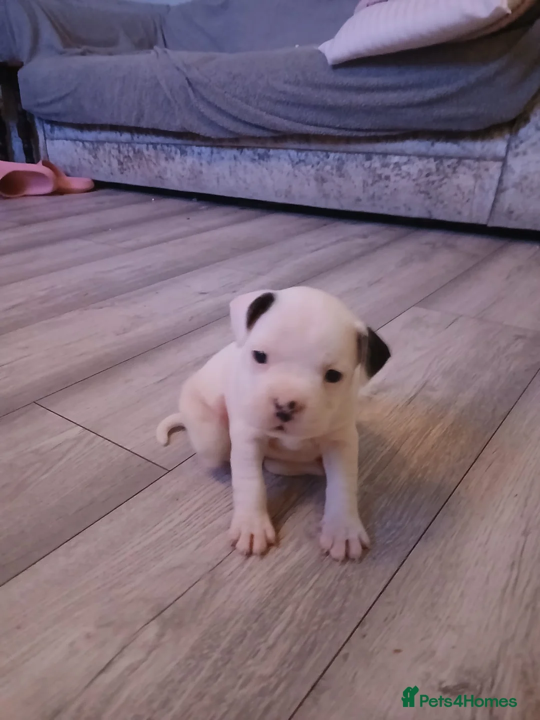 Mixed Breed dogs for sale: Mixed breed puppies - Advert 1