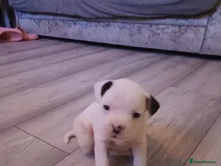 Mixed Breed dogs Mixed breed puppies - Advert 11