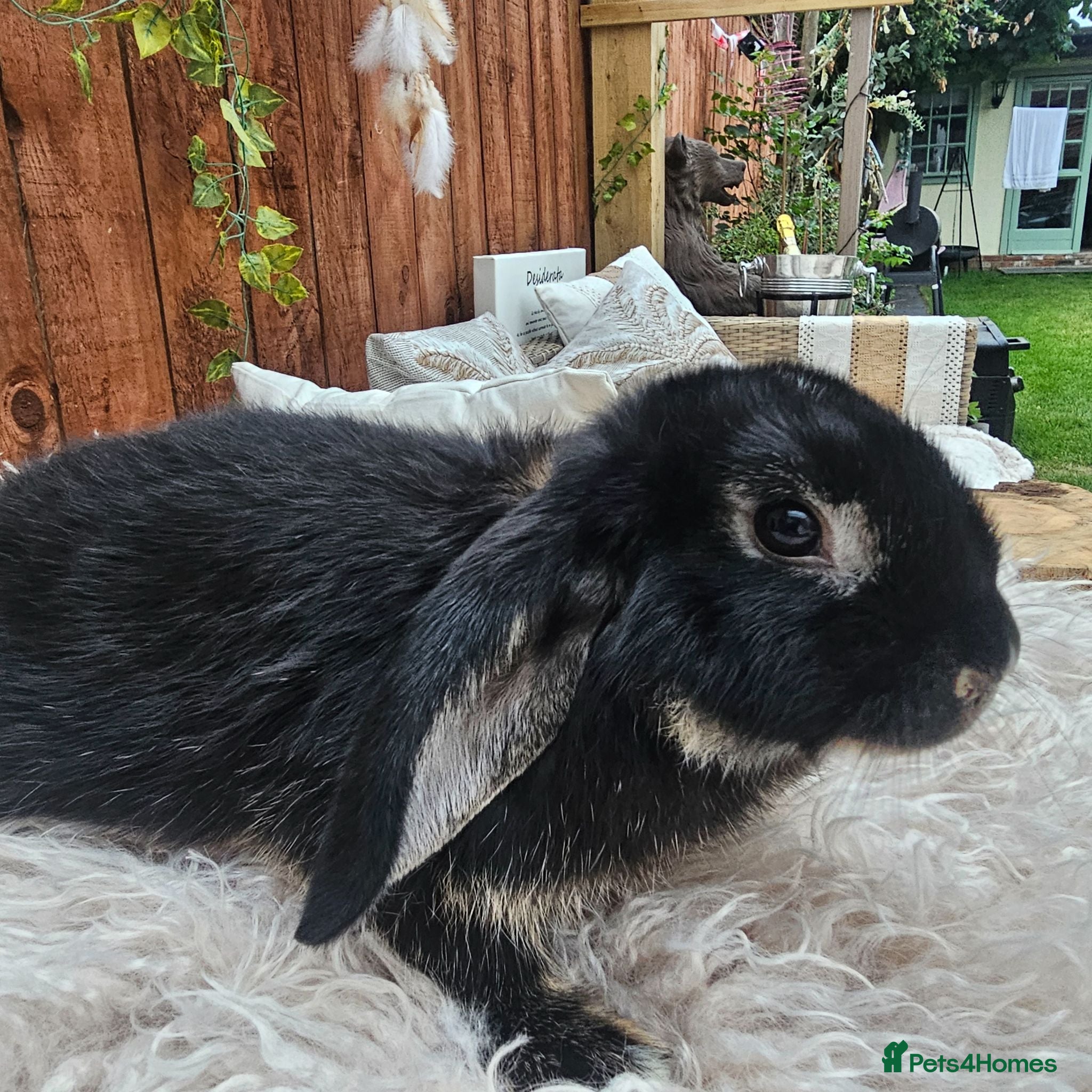 Mixed Breed rabbits Rabbits for Sale Male black  / Female brown  - Advert 14