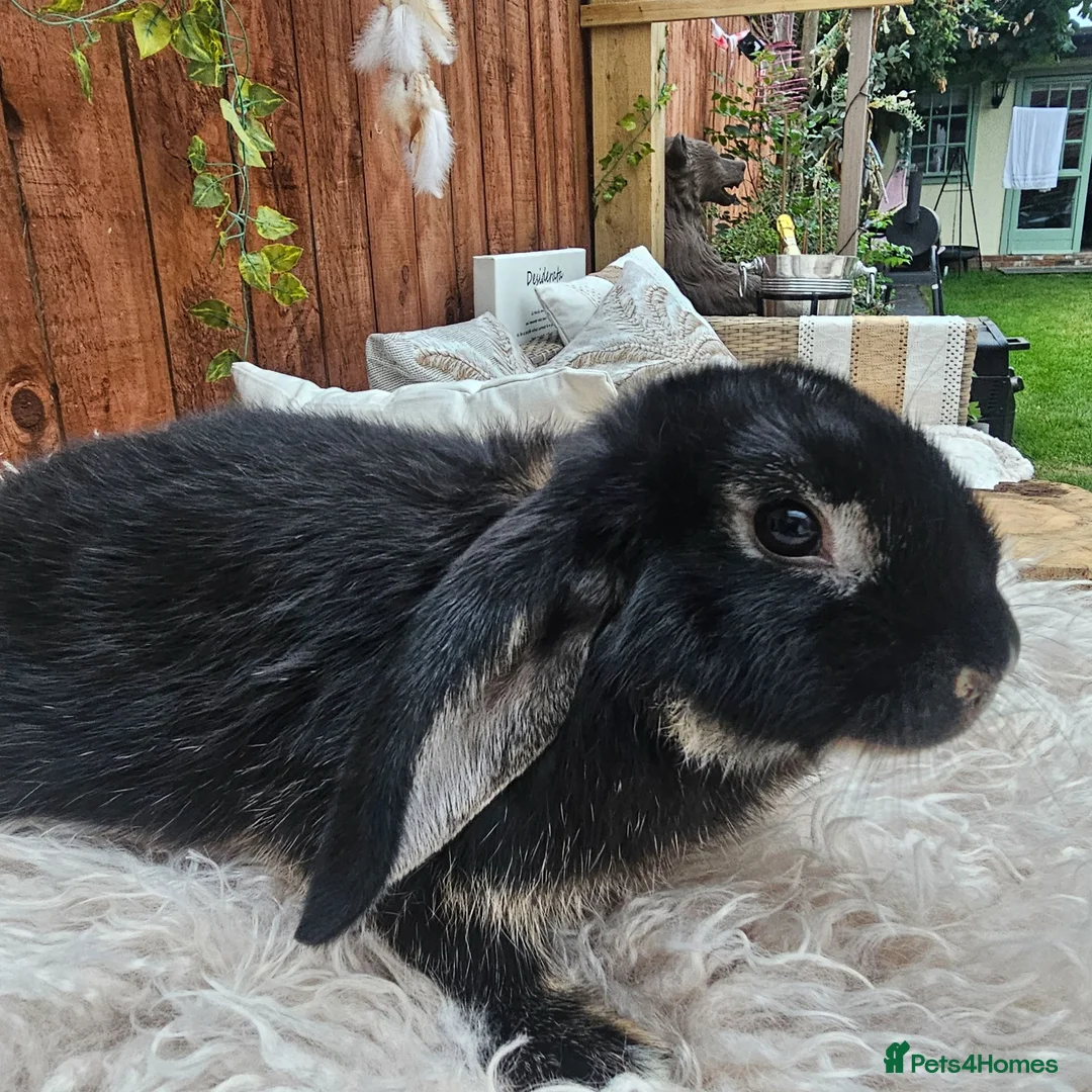 Mixed Breed rabbits for sale: Rabbits for Sale Male black  / Female brown  - Advert 1