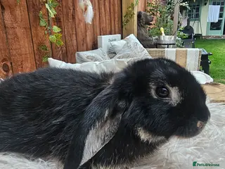 Mixed Breed rabbits Rabbits for Sale Male black / Female brown - Advert 1