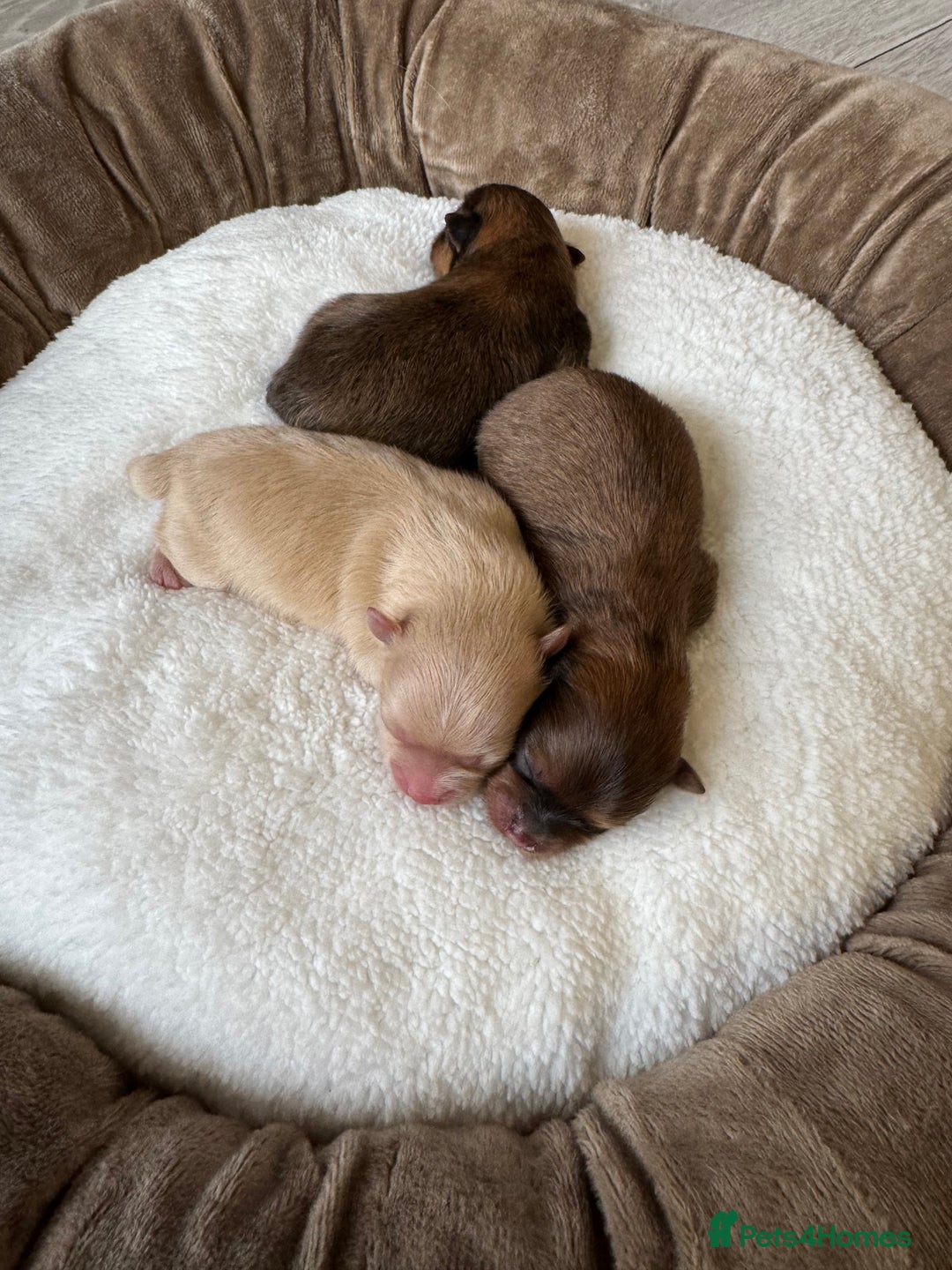 Pomeranian dogs for sale: KC PEDIGREE POMS 🩷🧸  - Image 4