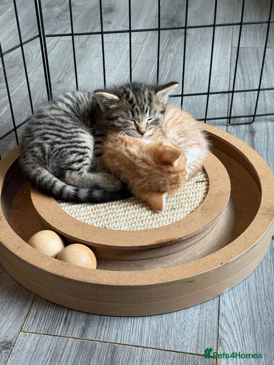 Mixed Breed cats for sale: Grey tabby & female ginger and cream kitten  - Advert 1