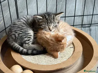 Mixed Breed cats Grey tabby & female ginger and cream kitten - Advert 4