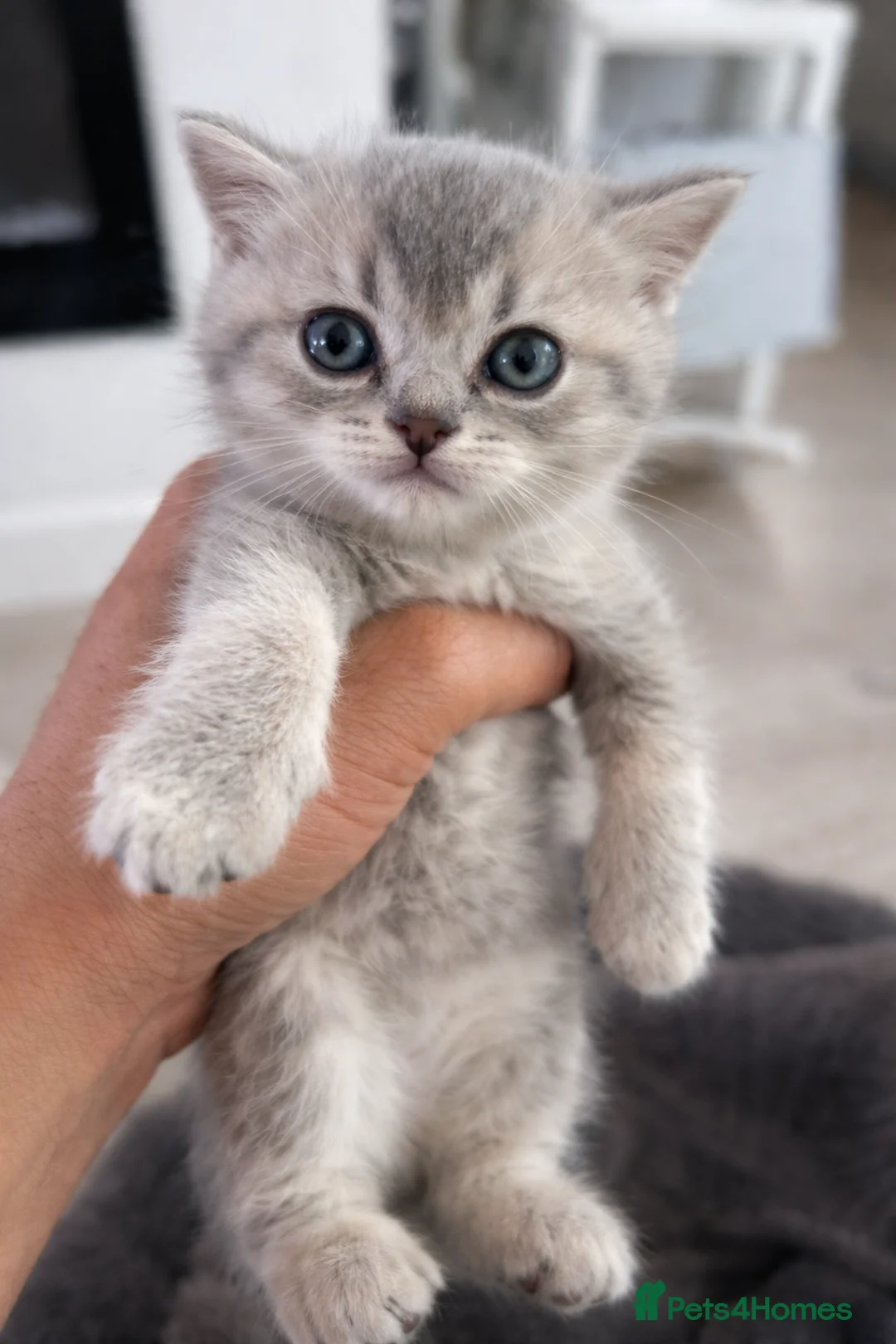British Shorthair cats for sale: British Shorthair Golden Shaded Kittens - Advert 14