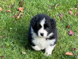 Border Collie dogs - Advert 3