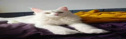 Maine Coon cats for sale: Maine coon Blue eyes + Long Hair - Advert 5