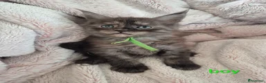 Maine Coon Kitten 6