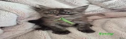 Maine Coon cats for sale: Amazing mainecoon kittens - Advert 2