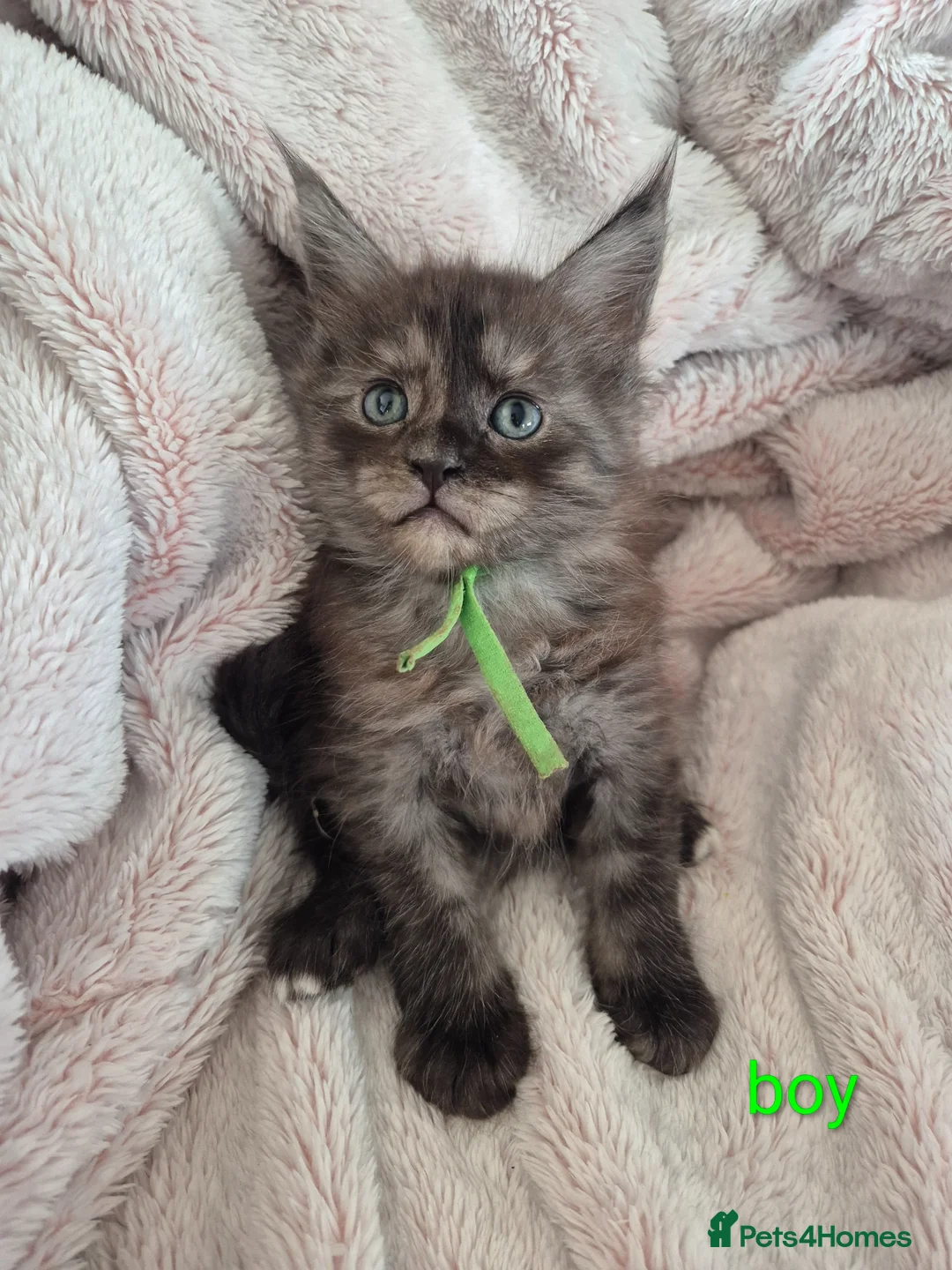 Maine Coon cats for sale: Amazing mainecoon kittens - Advert 2