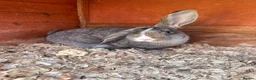 Mixed Breed rabbits for sale: Baby Rabbits  - Advert 2