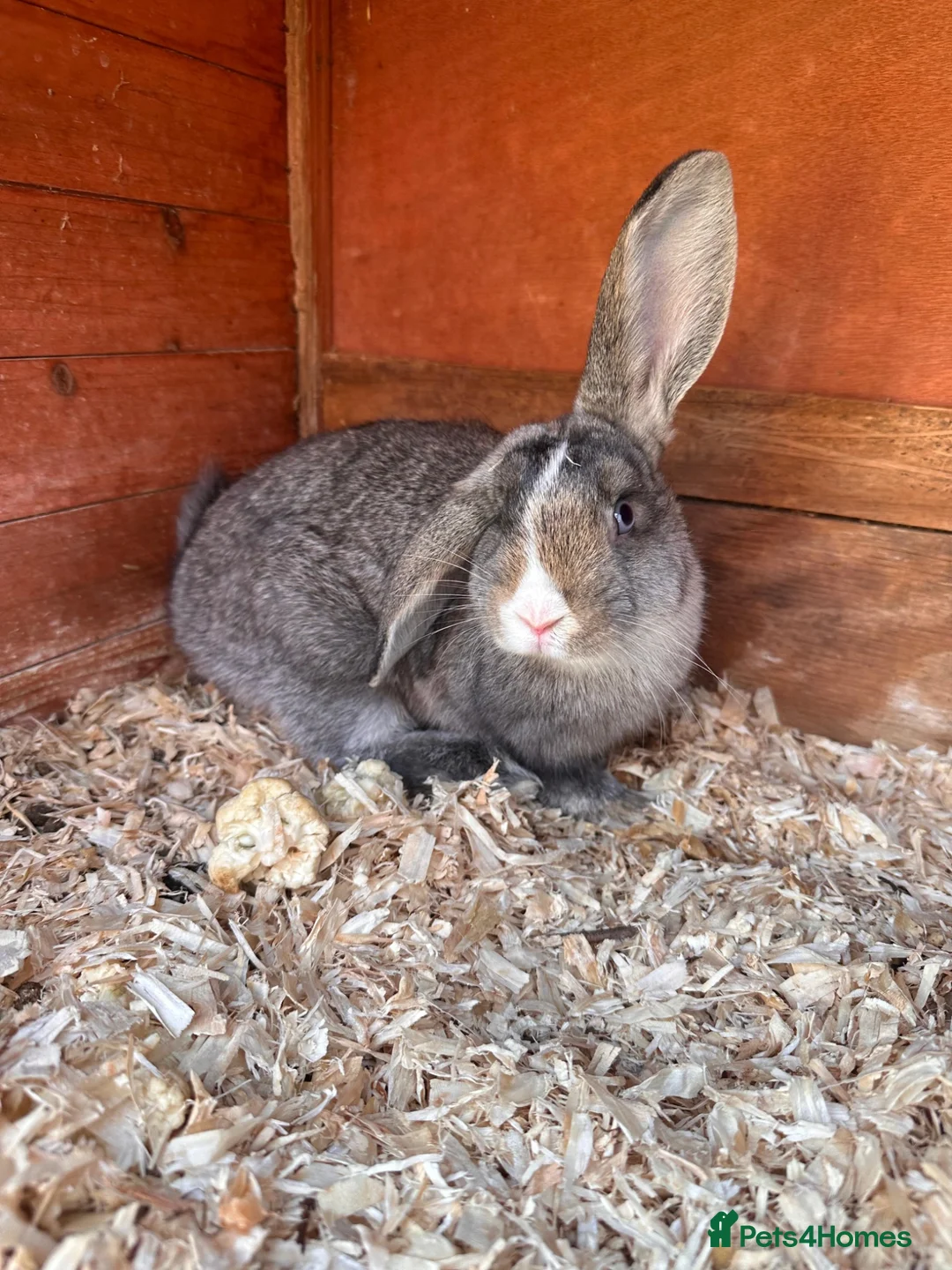 Mixed Breed rabbits for sale: Baby Rabbits  - Advert 2