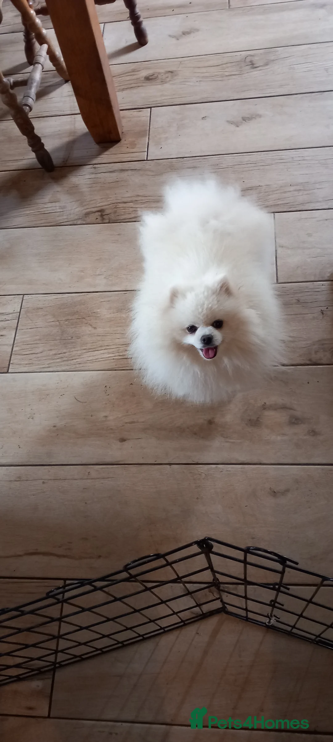 Pomeranian dogs for sale: Pomerainian puppies - Advert 10