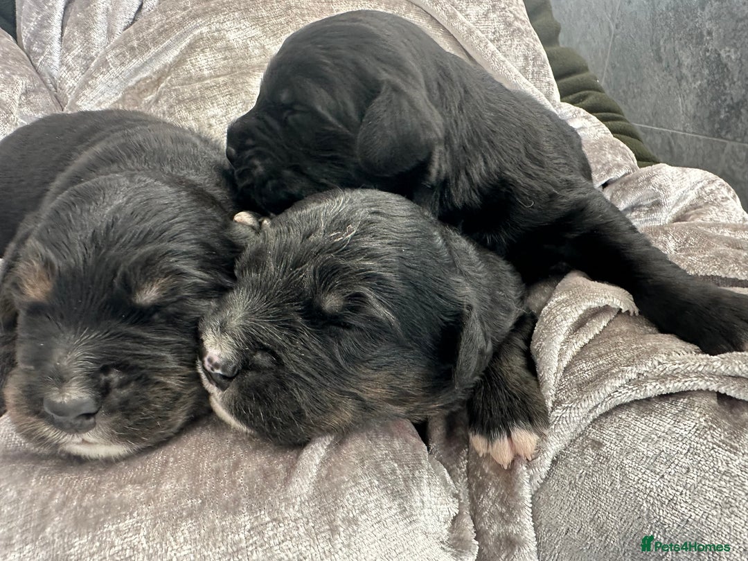 Bernese Mountain Dog dogs for sale: Wonderful litter of Golden Mountain Dogs - Advert 5