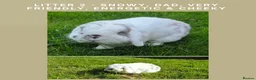 Mini Lop rabbits for sale: Gorgeous Mini Lop Baby Bunnies  in Dunstable - Advert 4