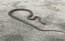 Corn Snake reptiles for sale: 1 Year old Male Corn Snake with Full Set Up - Image 6