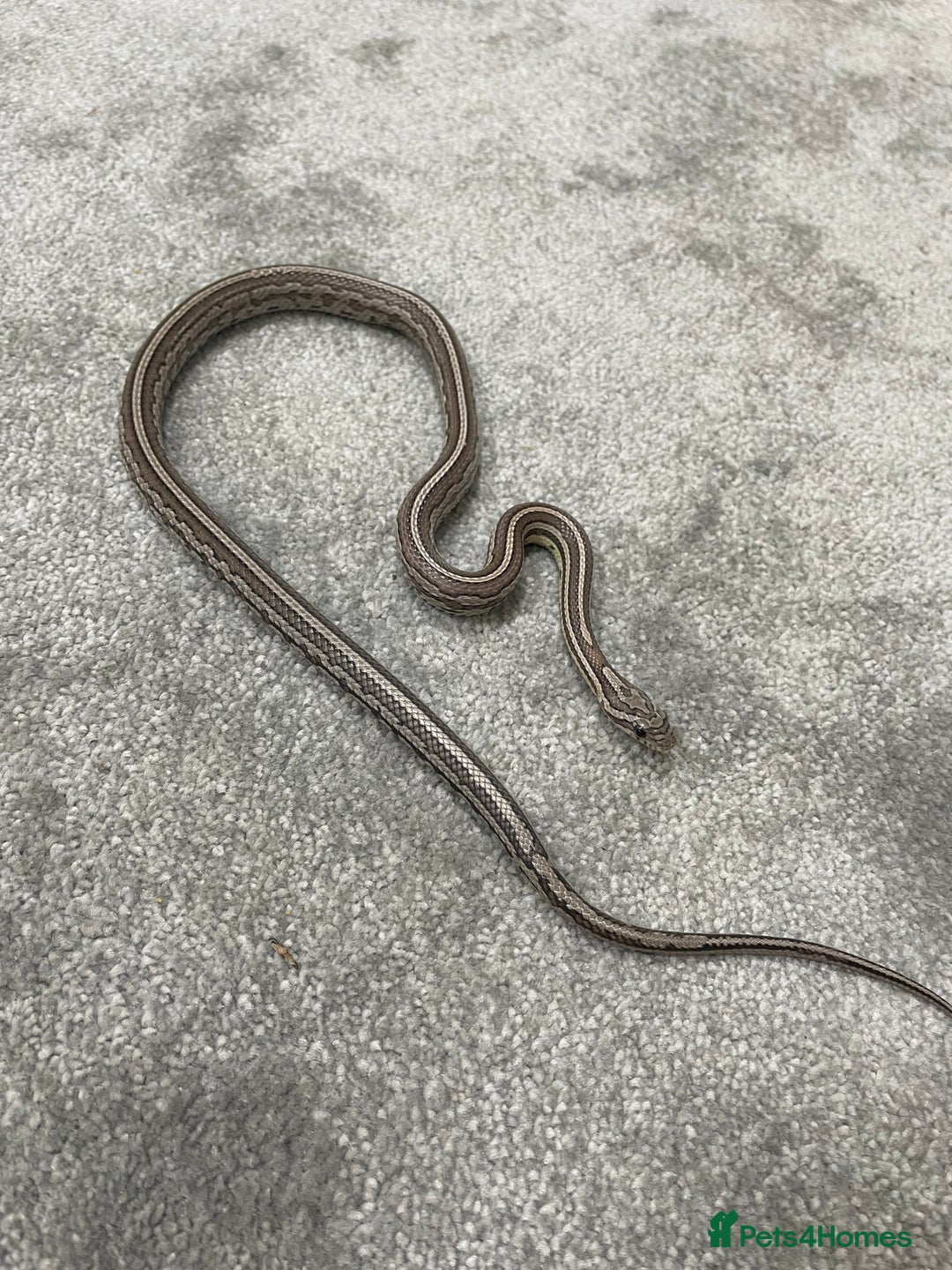 Corn Snake reptiles for sale: 1 Year old Male Corn Snake with Full Set Up - Image 6