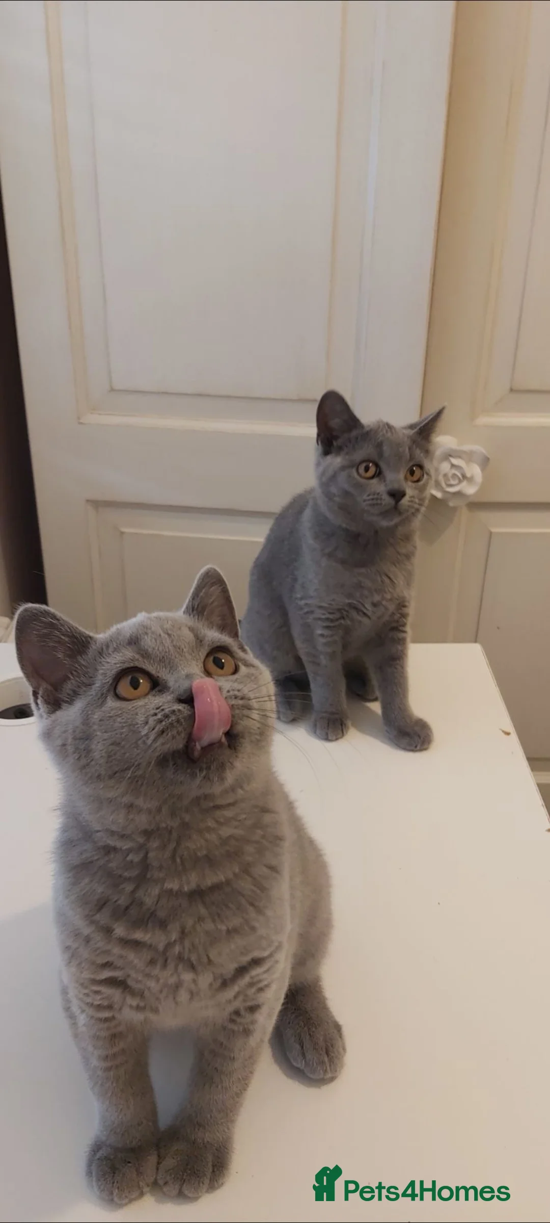 British Shorthair cats for sale: Beautiful British shorthair kittens  - Advert 2