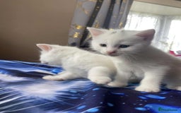 Mixed Breed cats for sale: Kittens for sale  - Image 2