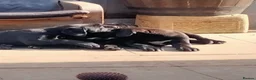 Cane Corso dogs for sale: Cane Corso puppies ready to leave now - Advert 28