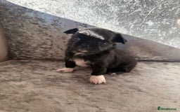 Chihuahua dogs for sale: Exquisite Chihuahua puppies ready now  - Image 11