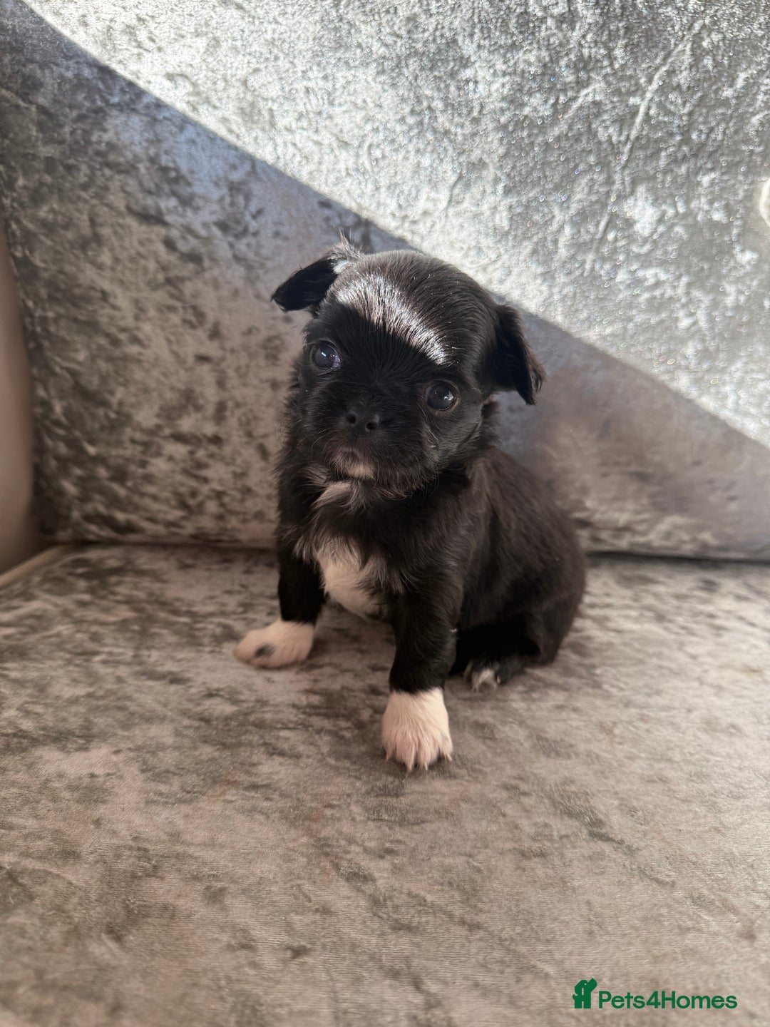 Chihuahua dogs for sale: Exquisite Chihuahua puppies ready now  - Image 11