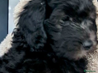 Labradoodle dogs ✨⭐ Mini Labradoodles – F1b Parents! Vaccinated ⭐✨ - Advert 6