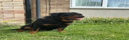 Rottweiler dogs for sale: Female Rottweiler  in Aylesbury - Advert 5