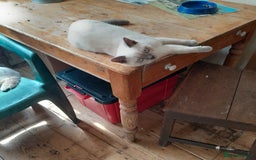 British Shorthair cats for sale: BSH Lilac Colourpoint Kitten - 1 left in Clacton-on-Sea - Image 2