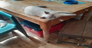 British Shorthair cats in Clacton-on-Sea - Advert 10