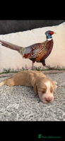 Cocker Spaniel dogs - Advert 4
