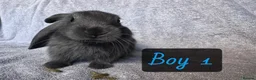 Mixed Breed rabbits for sale: Four beautiful bunnies looking for loving homes & - Advert 3
