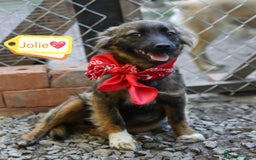 Mixed Breed dogs for adoption: 💖🐶 LOLLY & JOLIE 🐶💖 - Image 36