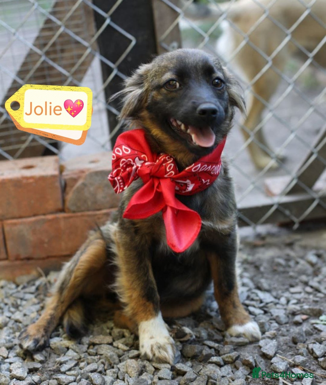Mixed Breed dogs for adoption: 💖🐶 LOLLY & JOLIE 🐶💖 - Image 36