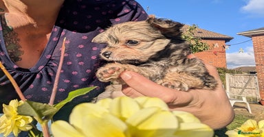 Chipoo dogs Non shed, health tested chipoos - Advert 3